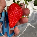 いちご畑 - 料理写真: