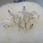 町家ゲストハウス三輪 - ●大根おろしにはしらすが入ったミャ　もし完全なベジタリアンの方は、かなり前もって連絡しといたほうがいいミャ