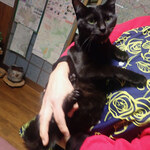 町家ゲストハウス三輪 - 奈菜「はじめてみるひとがこわいのニャン」