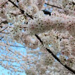 和菓子 楓 - 桜も満開。