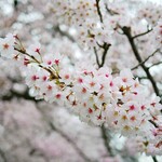 上川口屋 - 神田川沿いの桜。スレイベルっぽい。