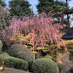 妙心寺山内 退蔵院 - 枝垂れ桜