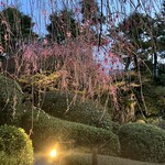 妙心寺山内 退蔵院 - 枝垂れ桜