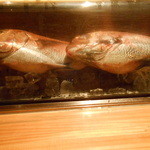 和食処 銀蔵 - カウンターには真鯛が。。。でかい