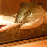 和食処 銀蔵 - このお魚は。。。