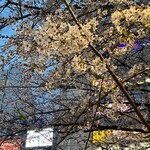 ランタン・ルージュ - 中野駅前　夜桜お七