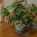 青やぎ - 床の間の花