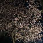 にい留 - 大寒桜
