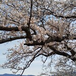 台湾料理 福楽 - 宮川のほとりの桜。