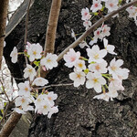 レストラン・セン - 