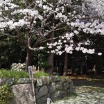 台湾料理 福楽 - 小俣神社の隣の八柱神社の桜。