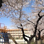 Seikaisou - お店と名城小学校の桜