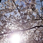 Seikaisou - お店と名城小学校の桜