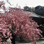 Kadoya - 妙本寺の海棠