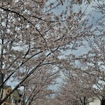 Kadoya - 鶴岡八幡宮　段葛の桜