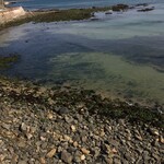 SHOP ヒロ - 見るからにワカメや海藻類が豊富な玄界灘