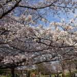 慈げん - 帰りに桜見て来たよー