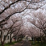 山内農場 - 千葉トヨペット本社前の桜並木。やはり桜が見事でした。