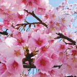 ポルトボヌール - ここのOpera桜のガトー♡美味しいです　byまみこまみこ