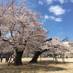 Tsuchiura Uoichiba - 真鍋小　桜