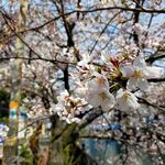 ワンアンドオンリー - 