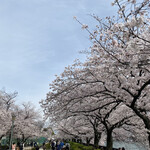 屋形船 大喜丸 - 今日は暖かくて花見日和。桜も満開ですね〜!