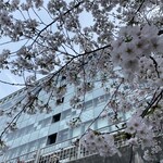 屋形船 大喜丸 - 桜満開の八軒屋浜