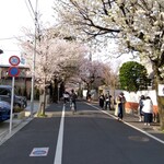 成城パン - 桜並木。もうだいぶ散り始めていました