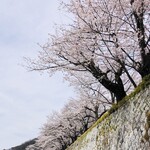 Chuuka Soba Mugiemon - 龍野城の桜(^^)