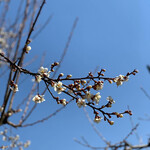 らー麺　Do・Ni・Bo - 自宅の梅が咲いたぁ〜