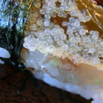 誠寿司 - 美味しく堪能してます（＾＾）「にぎり」ランチ840円!!!