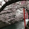 お休み処 芭蕉庵 - 奥の細道結びの地の桜です。