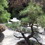 カフェ ミクニズ - よく手入れされた巨大盆栽