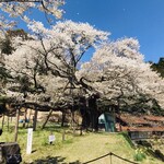 Soba Sei - 「三隅大平櫻」。