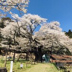 Soba Sei - 「三隅大平櫻」。