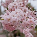 桜鶴苑 - 庭園に植えられた桜