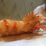 寿司栄 - 鬼海老　金沢産　別名茨藻海老　北海道名ゴジラ海老