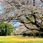 Tsukuba Kantorikurabu Resutoran - ◎筑波カントリークラブの桜