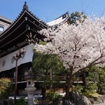 Ippo Do Cha Ho - 本能寺の桜