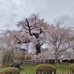 権兵衛 - 円山公園のしだれ桜は圧巻です