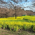 とんとん農場レストラン - 菜の花だけで、桜はつぼみ