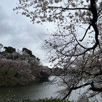寿司処 やまざき - おまけ。この日の千鳥ヶ淵。離れて見ると満開に近いですが、葉桜です