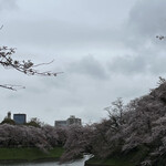 寿司処 やまざき - おまけ。この日の千鳥ヶ淵。まだ見応えありますね