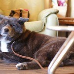 デイジーズ・カフェ - 