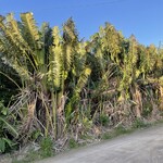 とうふの比嘉 - 