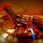 (๑･`◡´･๑)✧海老反りをしてくれた、元気なエビさんを頂ました！感動！活オマールエビのロースト1尾：2480円（’13.02月にて)