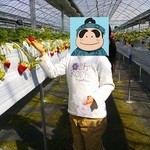 軽井沢ガーデンファームいちご園 - 子供でも取りやすい高さでたわわに実るイチゴ。