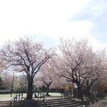 らぁめん 一福 - 通りの一本裏通りにはさくら公園があります。