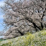 Maru ichi - 菜の花と染井吉野が見事でした