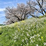 Maru ichi - お腹パンパンなので目蒲線ｗで多摩川に出て二子玉川まで多摩川河川敷をお花見しながら散歩ｗ